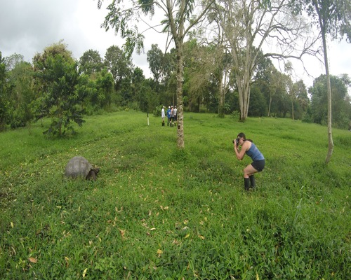Guest photographing a giant tortoise in the highlands of Santa Cruz